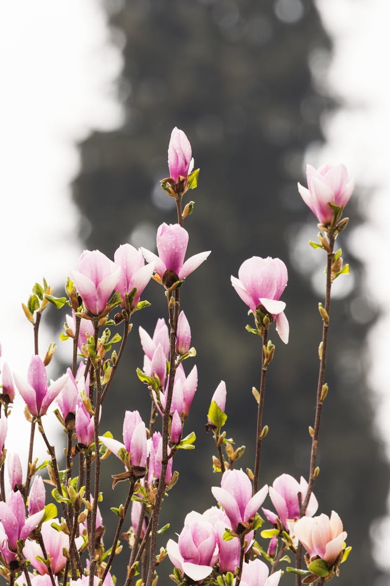 Vibrant pink magnolia flowers blooming against a blurred natural background, symbolizing spring.